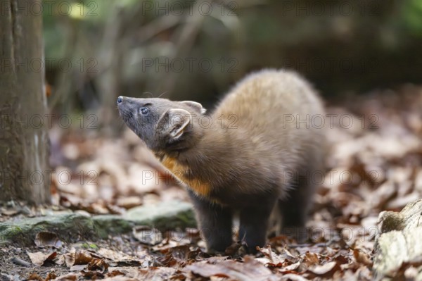 European pine marten (Martes martes) in a forest in autumn, Bavaria, Germany