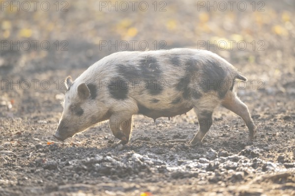 Vietnamese Pot-bellied pig in autumn, Bavaria, Germany