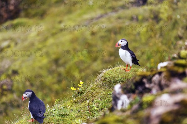 Two puffins (Fratercula arctica) on a grassy bird cliff, Cape Dyrhólaey in summer, Dyrholaey, Vík í Mýrdal, Vik i Myrdal, Suðurland, Sudurland, Iceland