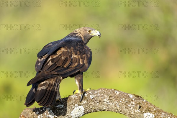 Golden eagle (Aquila chrysaetos) on a thick branch, Andalusia, Spain
