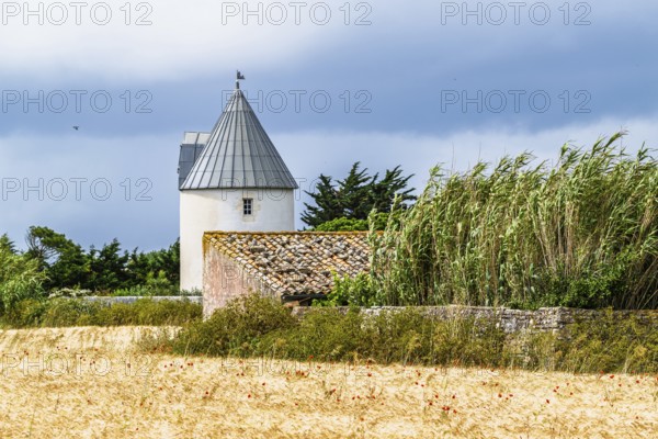 Fields ang Grape plantations, Saint-Clement-des-Baleines, Atlantic, France