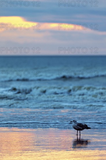 A seagull stands on the beach at sunset, the sea reflects soft pastel colours, sunset with seagulls on the Channel coast in Normandy, France