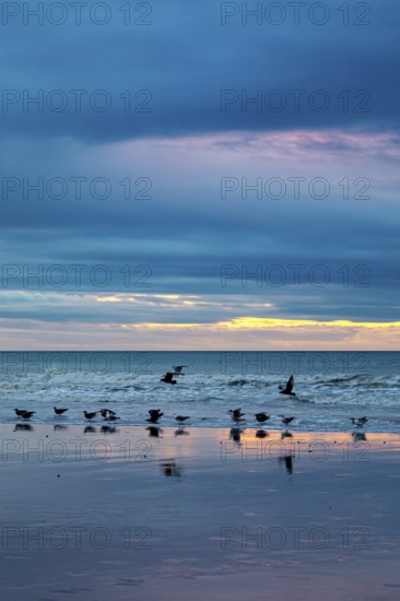 Seagulls flying over the beach at sunset, the sea reflects the colours of the sky, sunset with seagulls on the Channel coast in Normandy, France