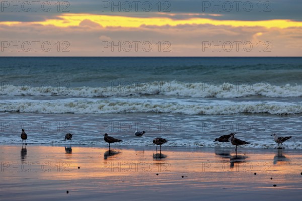 Seagulls standing on the beach at sunset, the sea reflects the orange-coloured light, sunset with seagulls on the Channel coast in Normandy, France