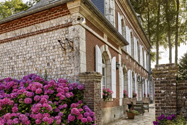 Stone house with red bricks and white shutters surrounded by flowering hydrangeas and cobbled path, Historic houses in Normandy in France
