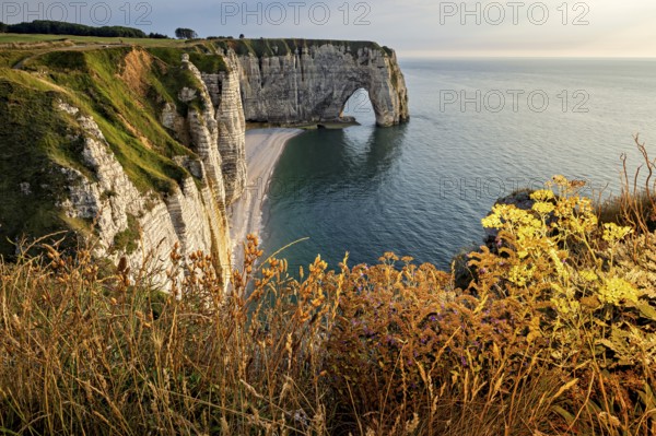 Coastline with majestic cliffs and natural rock arches surrounded by flowering plants, The cliffs and alabaster coast of Etretat in Normandy France