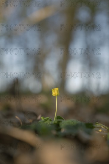Nature photograph of lesser celandine (Ficaria verna) in spring, nature photo, flora, plant, flower, Schwarmstedt, Heidekreis, Lower Saxony, Germany
