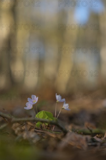 Nature photograph of wood sorrel (Oxalis acetosella) in spring, nature photo, flora, plant, flower, Klein Varlingen, Wendenborstel, Steimbke, district of Nienburg Weser