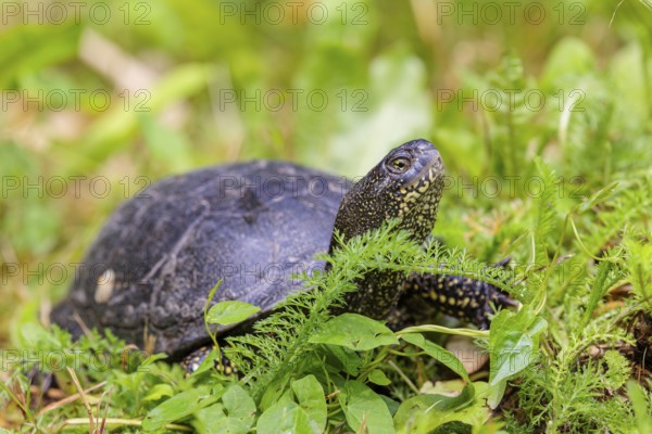 A European pond turtle (Emys orbicularis), makes its way through the green meadow next to the pond