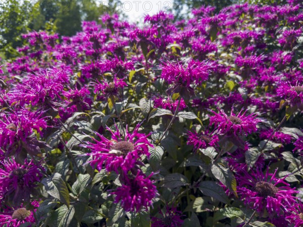 Golden balm, Indian nettle, scarlet monard (Monarda didyma)
