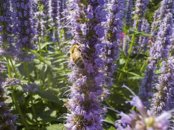 Honey bee (Apis) sitting on scented nettle, aniseed scented nettle, aniseed hyssop, aniseed giant hyssop (Agastache foeniculum)