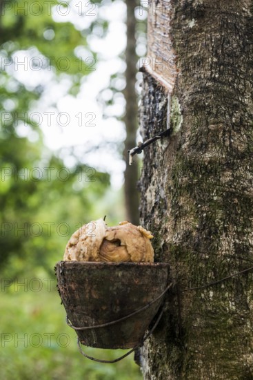 Rubber tree, rubber, Khao Sok National Park, Phang Nga, Surat Thani, Thailand