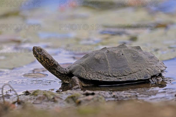 Pan Hinged Terrapin (Pelusios subniger), adult, in water, Kruger, Kruger National Park, South Africa