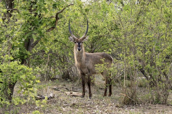 Ellipse waterbuck (Kobus ellipsiprymnus), adult, male, foraging, vigilant, Kruger, Kruger National Park, South Africa