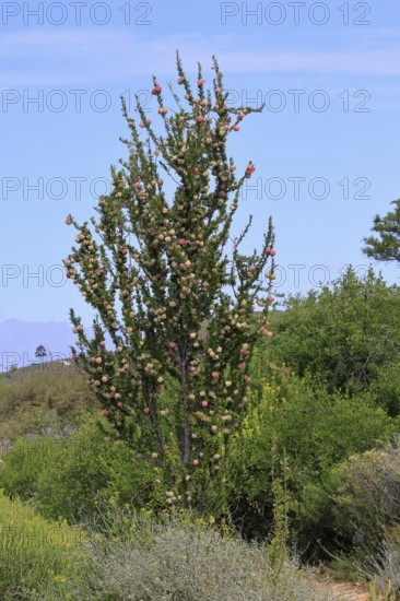 Chinese lantern tree (Nymania capensis), lantern flower, bush, flowering, flower, Karoo Desert Botanic Garden, Worcester, Western Cape, South Africa