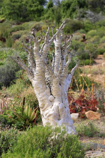 Cyphostemma juttae, plant, succulent, Karoo Desert Botanic Garden, Worcester, Western Cape, South Africa