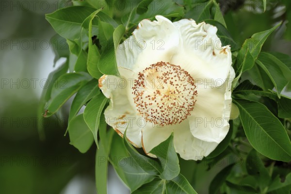 African baobab (Adansonia digitata), African baobab, flowers, flowering, foliage, Kruger, Kruger National Park, South Africa, Africa