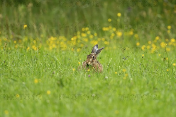 European hare (Lepus europaeus), Vulkaneifel, Rhineland-Palatinate, Germany