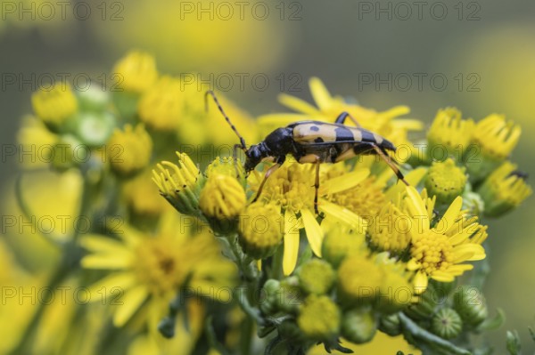 Spotted longhorn (Leptura maculata) on common ragwort (Senecio jacobaea), Emsland, Lower Saxony, Germany