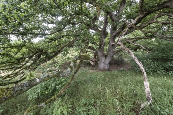 English oak (Quercus robur) in the Hutewald forest, Emsland, Lower Saxony, Germany