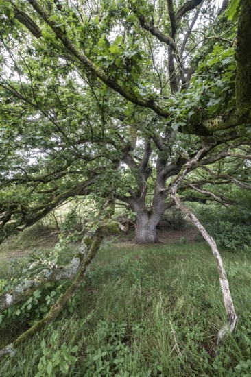 English oak (Quercus robur) in the Hutewald forest, Emsland, Lower Saxony, Germany