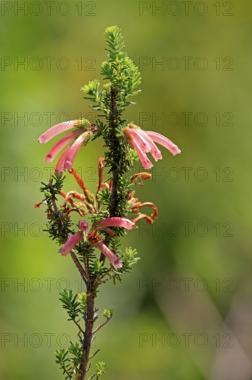 Erica glandulosa, flower, flowering, Kirstenbosch Botanical Gardens, Cape Town, South Africa