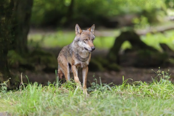 A gray wolf (Canis lupus lupus) walks along the edge of the forest on a cloudy day