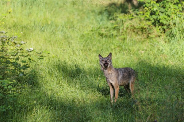 A gray wolf (Canis lupus lupus) stands in a clearing in a green meadow on a sunny day