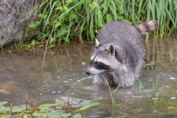 An adult raccoon (Procyon lotor) searches for food in the shallow water of a stream surrounded by dense riparian vegetation