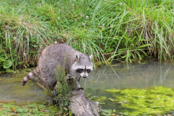 An adult raccoon (Procyon lotor) crosses the shallow water of a stream on a broken branch of a tree