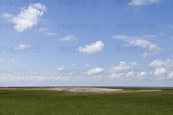 Salt marshes on the North Sea, North Sea coast, dyke foreland between Duhnen, Sahlenburg and Arensch, valuable nature reserve, important bird breeding area, bird sanctuary, habitat of numerous endangered coastal plants, Wadden Sea of Lower Saxony, Northern Germany, Cuxhaven, Duhnen, Sahlenburg, Lower Saxony, Germany, Western Europe