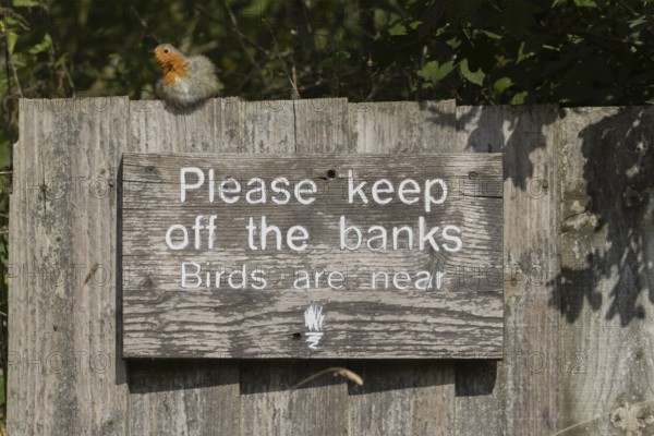 European robin (Erithacus rubecula) adult bird on a sign at a wildlife trust site, Lackford Lakes nature reserve, Suffolk, England, United Kingdom