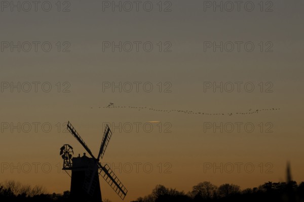 Windmill silhouette at sunset with a red sky and a skein or flock of Pink-footed geese (Anser brachyrhynchus) birds flying above, Cley-next-to-the-sea, Norfolk, England, United Kingdom