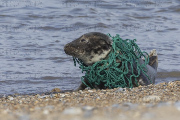 Grey seal (Halichoerus grypus) adult animal with netting wrapped around its body resting on a beach, England, United Kingdom