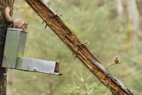 Red squirrel (Sciurus vulgaris) two adult animals on a woodland feeder with a male Chaffinch bird looking on, England, United Kingdom