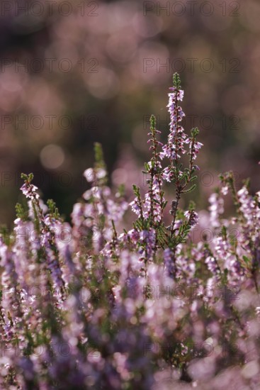Close-up of flowering heather against the light in the Lüneburg Heath, Lower Saxony, Germany