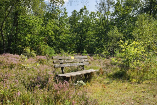 Bench in the Lüneburg Heath, Lower Saxony, Germany