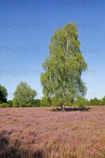 Large birch tree in the blooming Lüneburg Heath, Lower Saxony, Germany