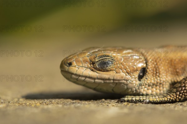 Common lizard (Zootoca vivipara) adult reptile sleeping on a wooden sleeper, England, United Kingdom