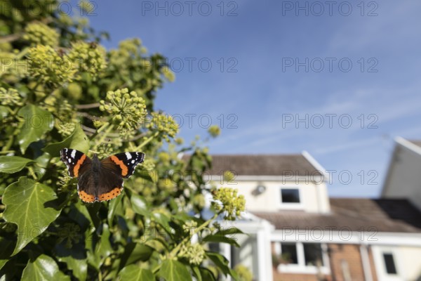 Red admiral butterfly (Vanessa atalanta) adult insect feeding on Ivy (Hedera helix) flowers in summer in an urban garden with a house in the background, England, United Kingdom