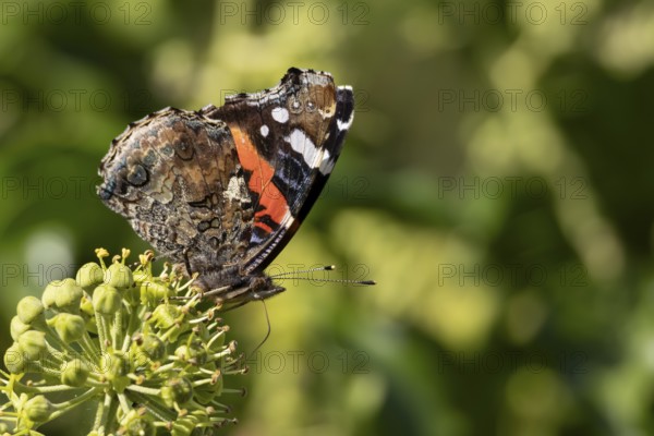 Red admiral butterfly (Vanessa atalanta) adult insect feeding on Ivy (Hedera helix) flowers in summer, England, United Kingdom