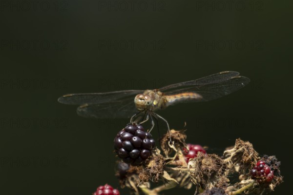 Common darter dragonfly (Sympetrum striolatum) adult insect resting on blackberries fruit in summer, England, United Kingdom