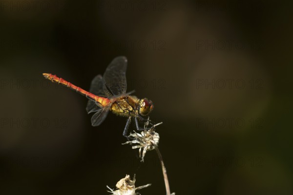Common darter dragonfly (Sympetrum striolatum) adult insect resting on a flower seedhead in summer, England, United Kingdom