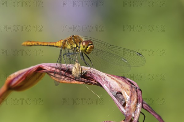 Ruddy darter dragonfly (Sympetrum sanguineum) adult insect resting on a lily flower in summer, England, United Kingdom