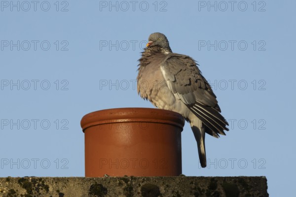 Wood pigeon (Columba palumbus) adult bird on an urban house chimney pot, England, United Kingdom