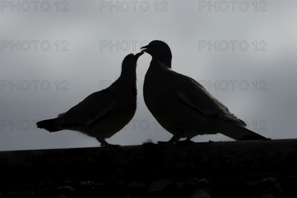Wood pigeon (Columba palumbus) silhouette of two birds with a juvenile squab bird begging for food on an urban house rooftop with an adult parent bird, England, United Kingdom