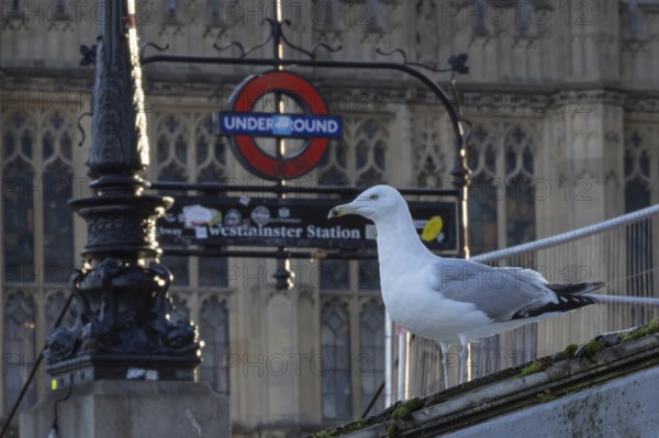 Herring gull (Larus argentatus) adult bird outside Westminster underground station, London, England, United Kingdom