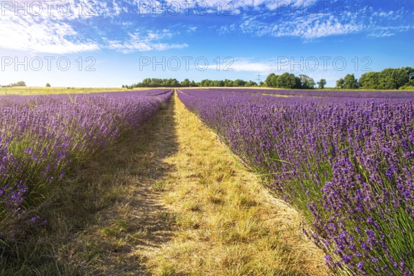 Lavender field near Grünstadt (Pfalz) ***The Gaul winery cultivates lavender and markets the resulting products under the BLAUSINN label