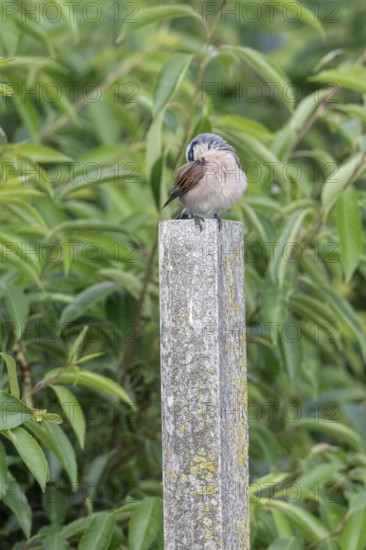 Red-backed shrike (Lanius collurio), Emsland, Lower Saxony, Germany