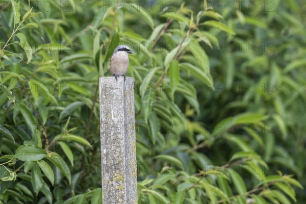 Red-backed shrike (Lanius collurio), Emsland, Lower Saxony, Germany